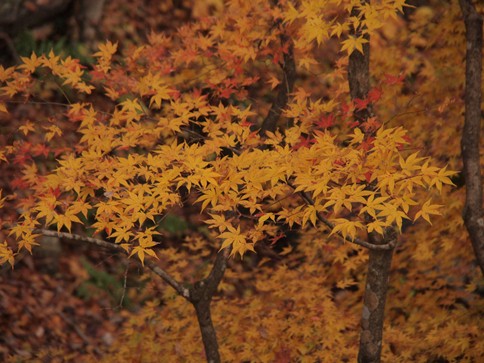 赤水の滝　紅葉