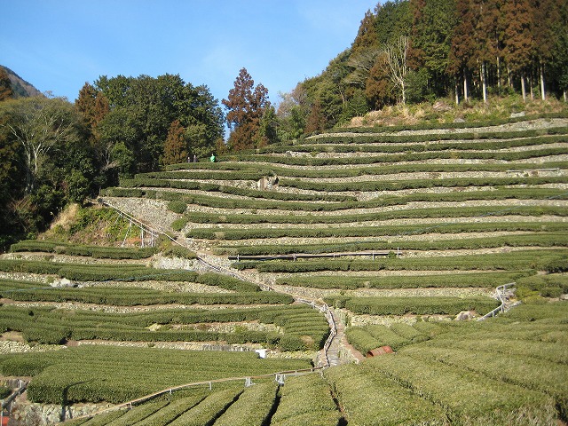 足久保茶棚田